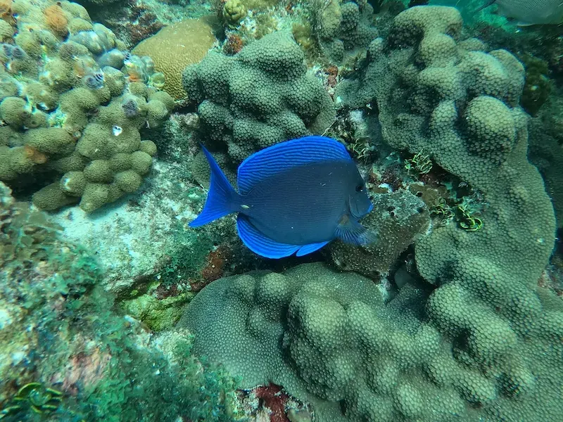 Cool blue fish swimming next to coral in Islamorada Florida