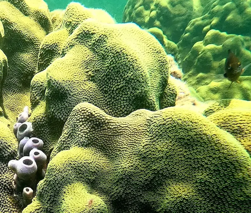Greenish-yellow coral on an Islamorada reef