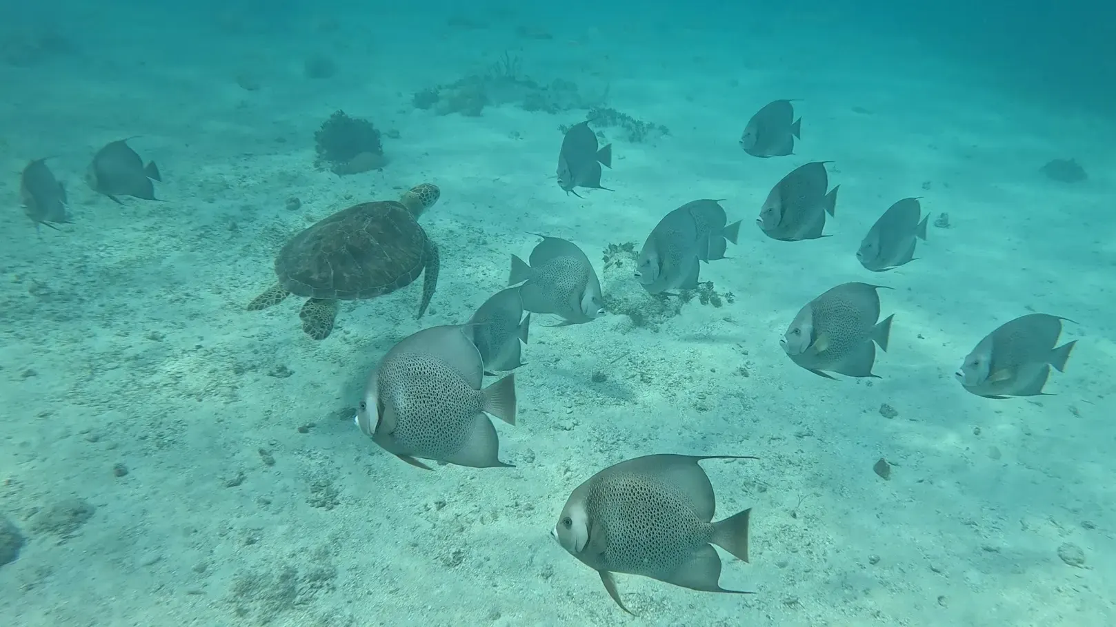 School of fish and sea turtle under water