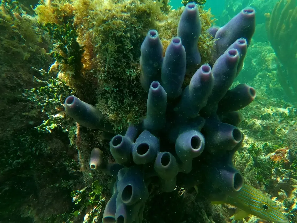 Purple coral on an Islamorada reef