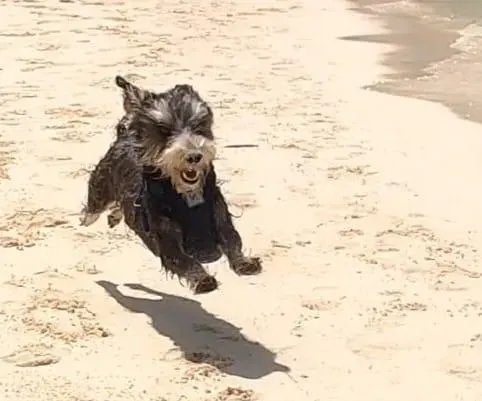 Small black and gray dog running on a sandy beach