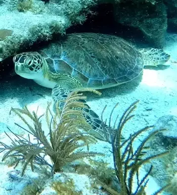 Sea turtle resting on the reef