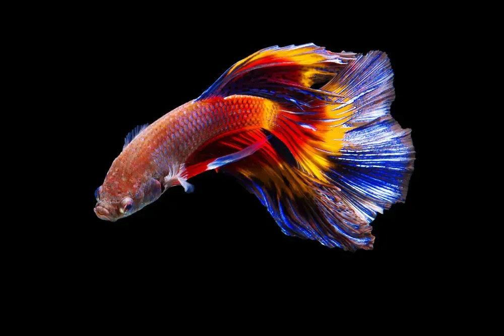 Colorful tropical fish swimming in clear waters of Islamorada