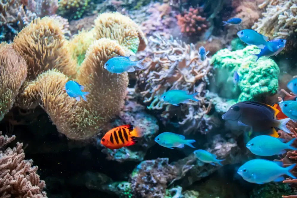 Clear underwater view of coral reef in the Florida Keys